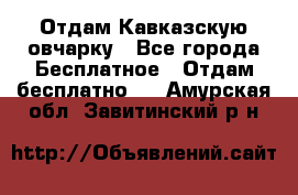 Отдам Кавказскую овчарку - Все города Бесплатное » Отдам бесплатно   . Амурская обл.,Завитинский р-н